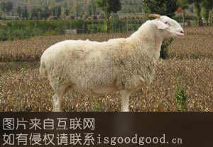阳谷小尾寒羊特产照片