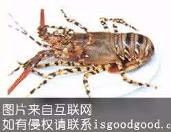 宝龙龙虾特产照片