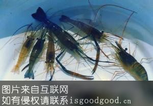 溱湖青虾特产照片