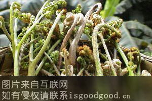 红岗蕨菜特产照片