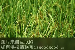 立陡山绿色水稻特产照片