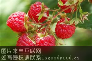 红林之莓特产照片