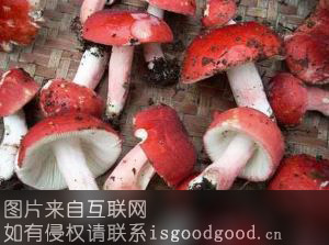原生态红菇特产照片