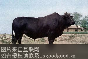 渤海黑牛特产照片