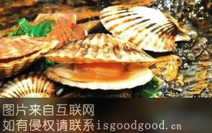 长海虾夷扇贝特产照片