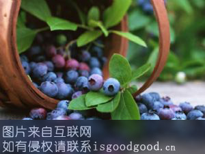 博山蓝莓特产照片