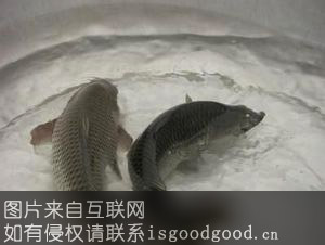 高青黄河鲤鱼特产照片