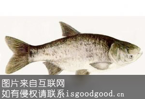 清河胖头鱼特产照片