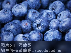 呼伦贝尔蓝莓特产照片