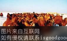 戈壁双峰红驼特产照片