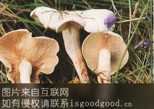 绿色山宝蘑菇特产照片