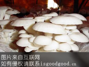 静乐银盘蘑菇特产照片