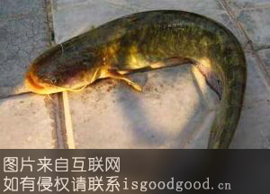 黄河鲶鱼特产照片
