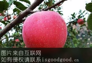 深泽红富士苹果特产照片