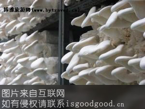 平山白灵菇特产照片
