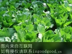 永年蔬菜特产照片