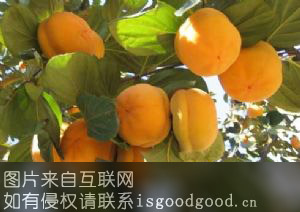 唐县柿子特产照片