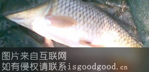 唐河鲤鱼特产照片