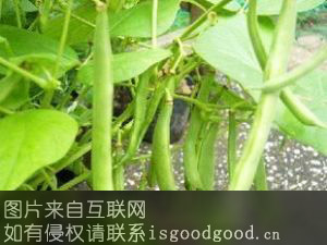 九节鞭菜豆特产照片