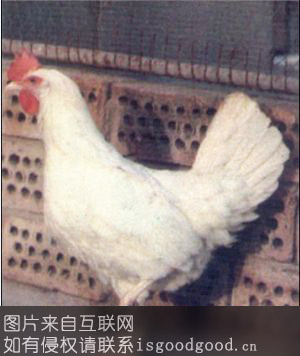 北京白鸡特产照片
