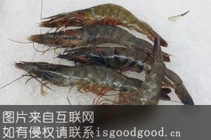 白壳虾特产照片