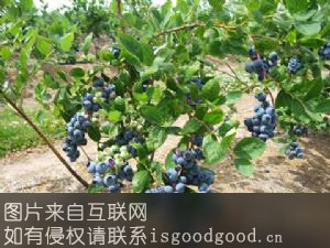 章镇蓝莓特产照片
