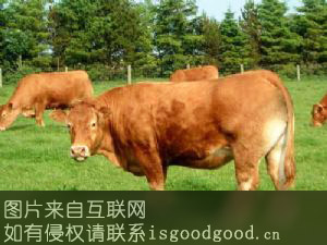 皖南黄牛特产照片