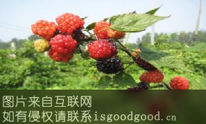 青堆树莓特产照片