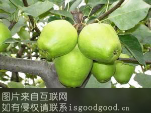 香城酥梨特产照片