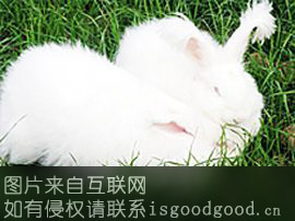 泰山长毛兔特产照片