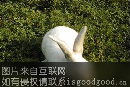 泰山肉兔特产照片