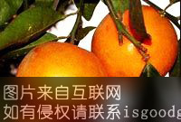 “十月红”柑桔特产照片