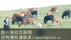 苗山香牛特产照片