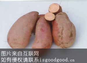 横县大番薯特产照片