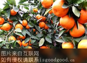 三都柑橘特产照片