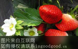崔召草莓特产照片