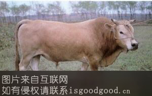 枣北黄牛特产照片