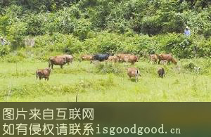 茶陵黄牛特产照片