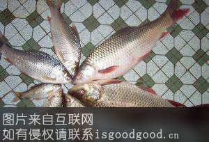粉洲菱鱼特产照片