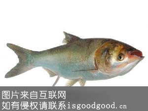 大黄堡鲢鱼特产照片