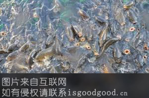 大黄堡鲤鱼特产照片