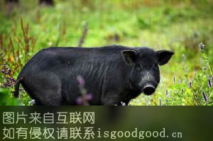 镜坡南村黑猪特产照片