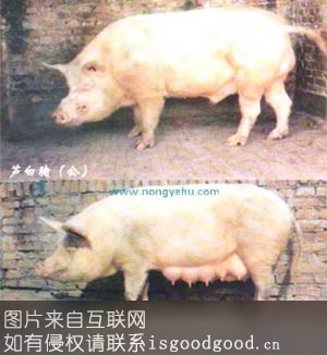 芦白猪特产照片