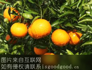 晚熟桔橙清见特产照片