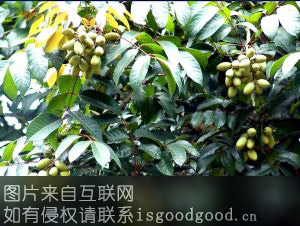 江津石蟆橄榄特产照片