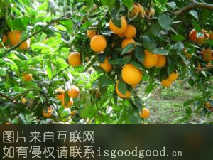 保合梨橙特产照片