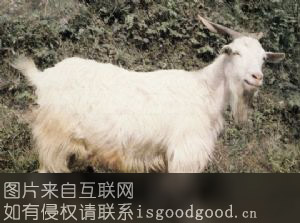 武隆板角山羊特产照片