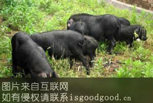 通江青峪猪特产照片