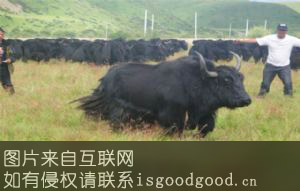 麦洼牦牛特产照片