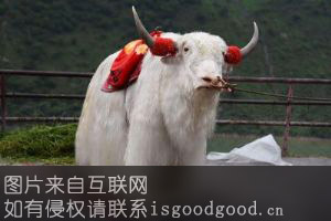 康巴类乌齐牦牛特产照片
